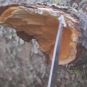 5 Survival Uses of Pine Trees!