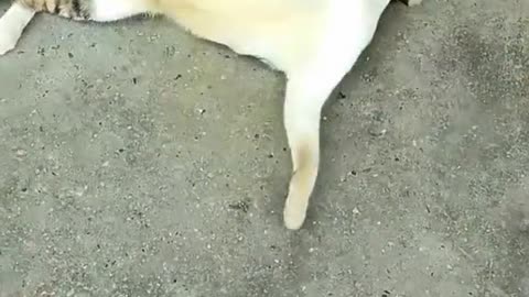 cat vs hen fiting