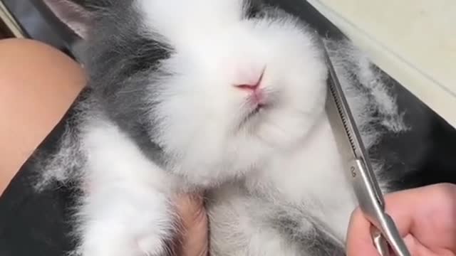 Bunny Life Sharing #funny #bunny #rabbit #foryoupage #fyp