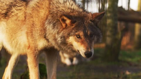 Wolf beauty