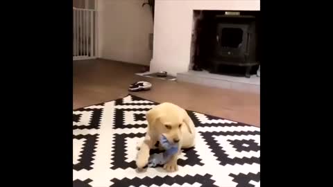 Labrador Compilation - Cute and Funny