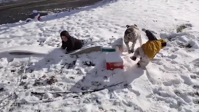 Funny Cats and Dogs Video 2021 Try Not To Laugh