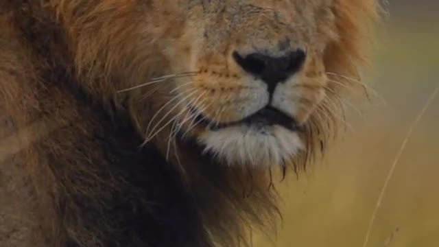 😱This🥰 is 😍the💪 most ❤️🔥angry ❤️🔥animal💪 in😍 the🥰 world 😱#trending #viral