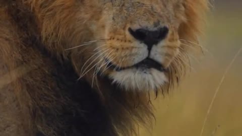 😱This🥰 is 😍the💪 most ❤️‍🔥angry ❤️‍🔥animal💪 in😍 the🥰 world 😱#trending #viral