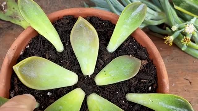 Who doesn’t love a little gift from the propagation gods?