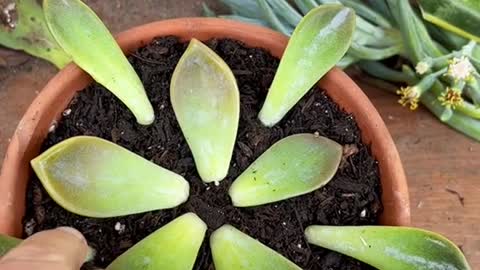 Who doesn’t love a little gift from the propagation gods?