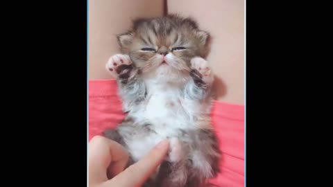 funny and cute cats