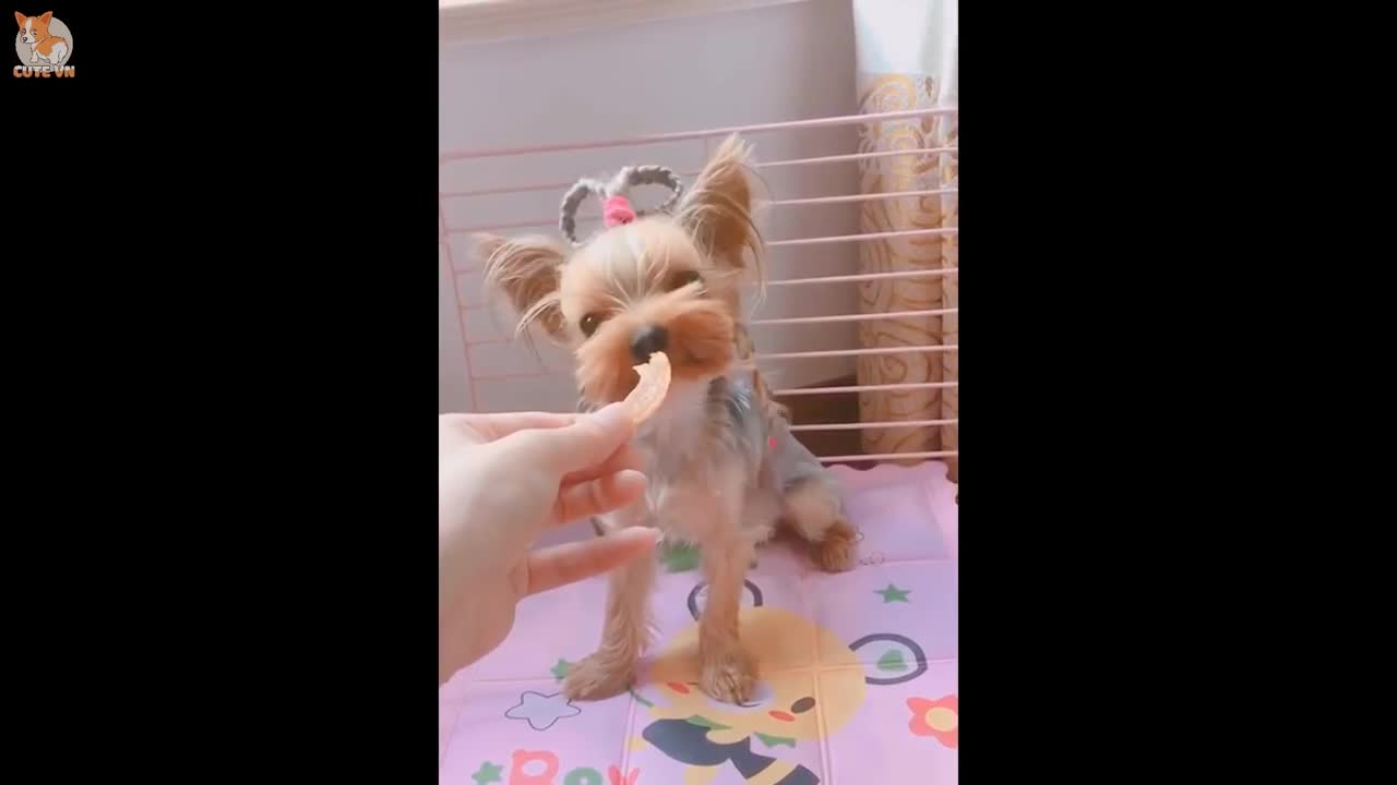 The smartest dogs in the world - Part 1