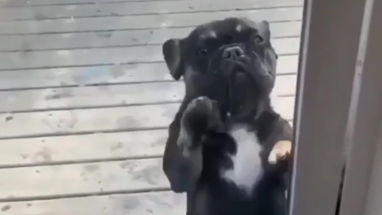 Funny dog is dancing