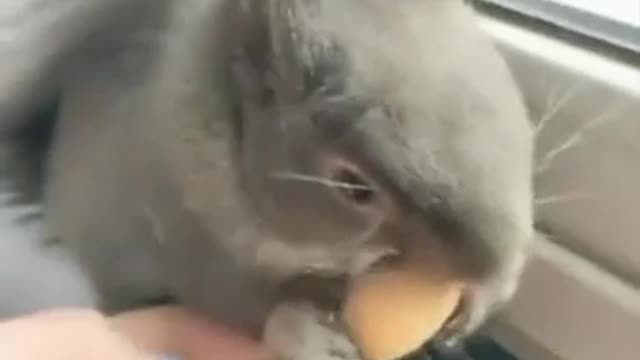 A squirrel looking too much cute while eating. Best video on Internet.