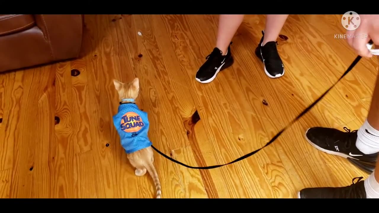 Cute kitten wearing the clothes #Cat #Catvideo #Catvideos #Cute #Cutecat #Catlover #Cats #Funny