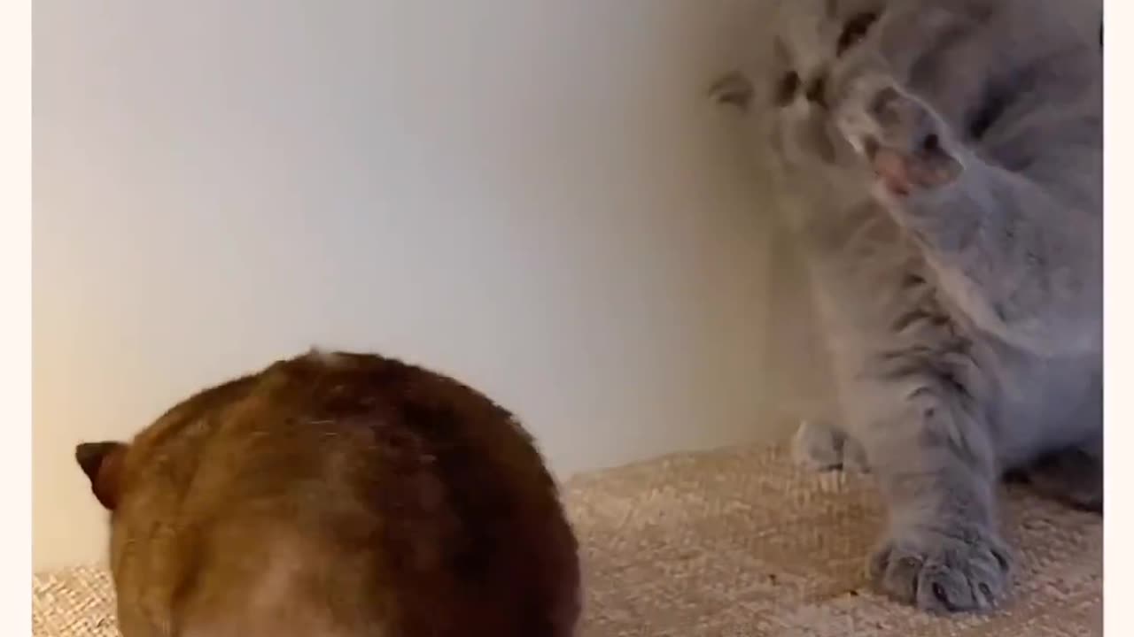 Cat And Rat Full Fun Video gone viral