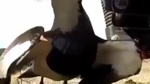 Animals can be amazing