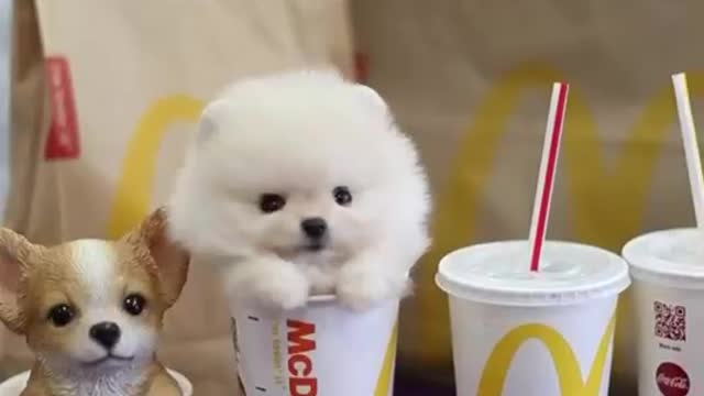 Baby Dogs cute and funny dog videos animals