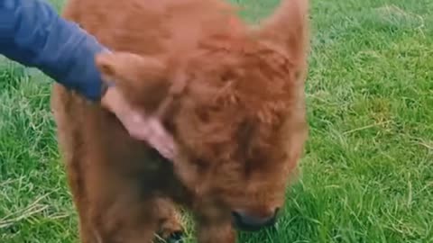 Cows enjoying massage 💆‍♀️