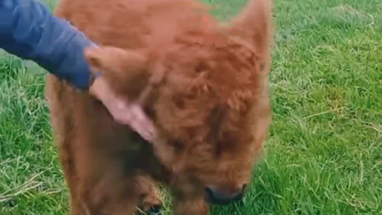 Cows enjoying massage 💆‍♀️