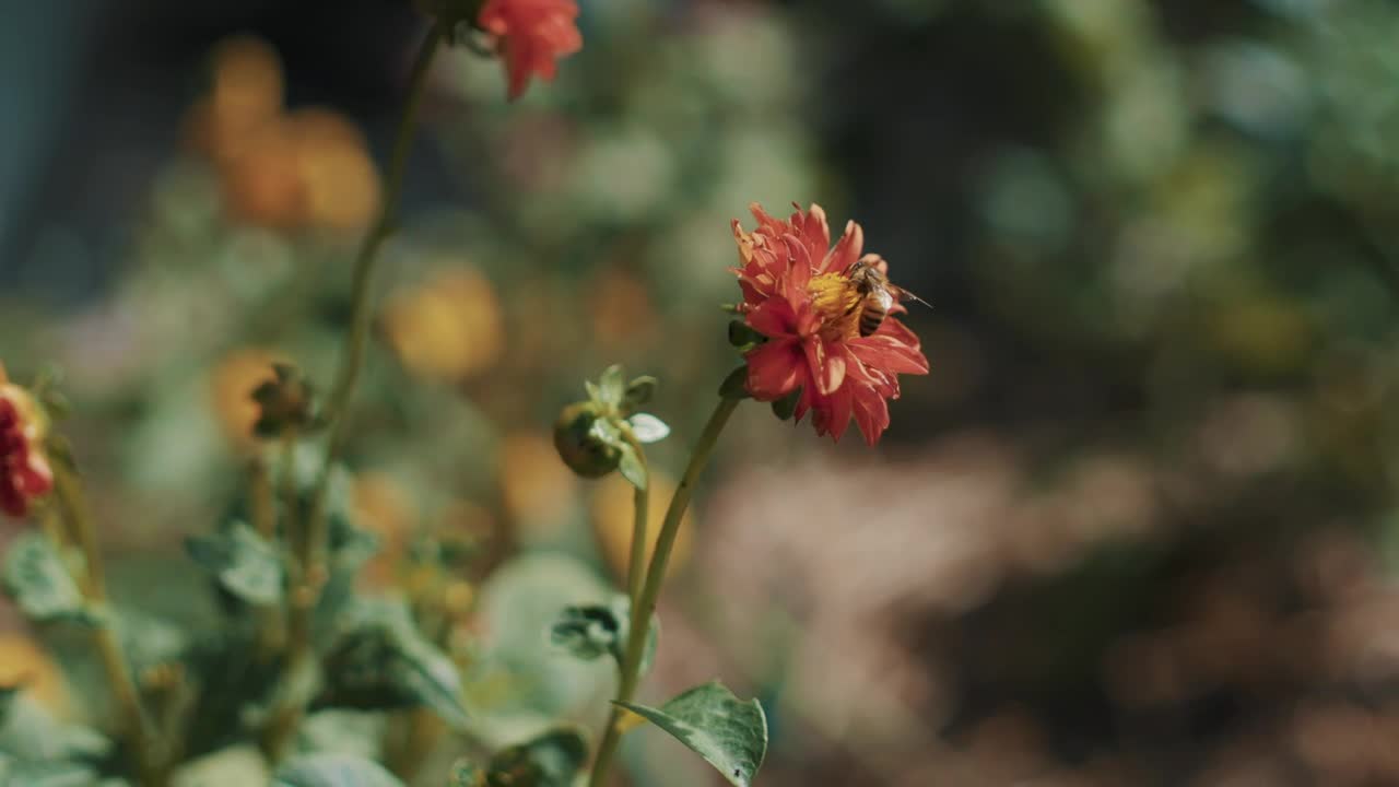 Flower with a bee