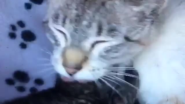 Cute kitten and its mam