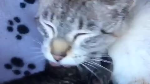 Cute kitten and its mam