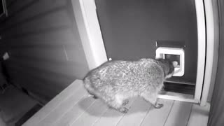 Cat Chases Raccoon Trying to Enter Through Cat Flap