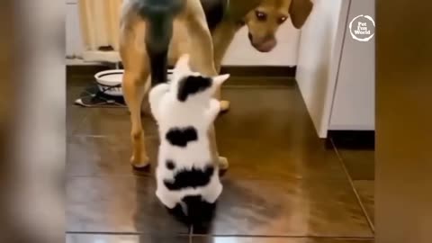 Funniest Animals New Funny Cats and Dogs Videos - Ep.22