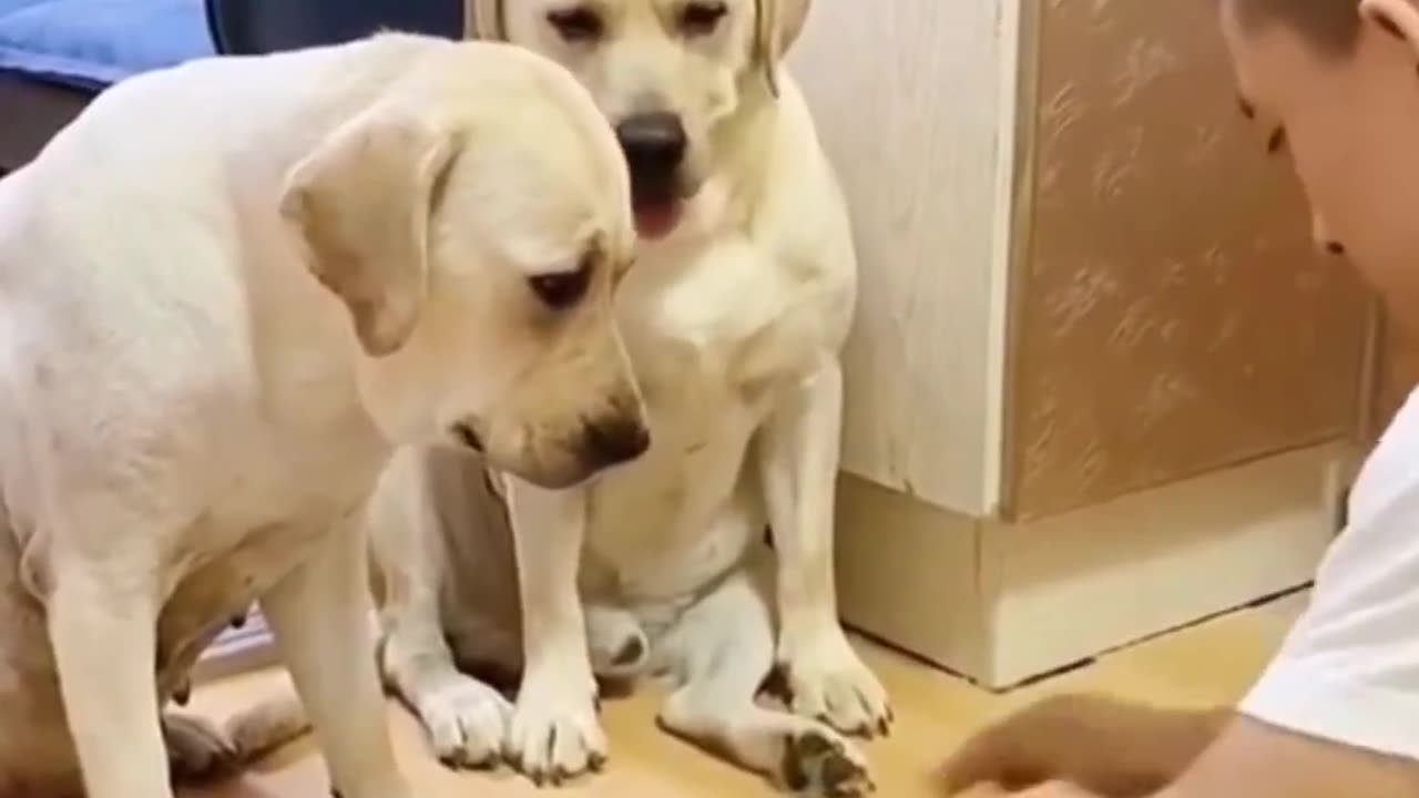 Smart dogs