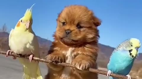 AWW SO CUTE, Cutest baby animals Videos, Tik Toke Shorts