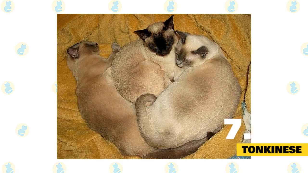 Top 10 most affectionate cats