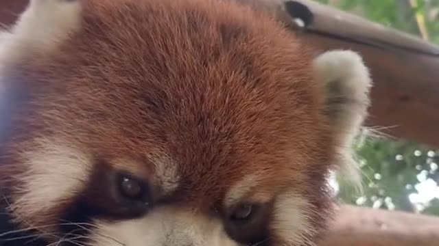 The red panda