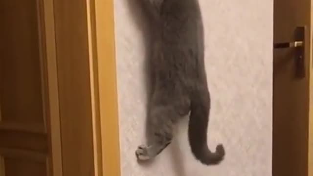 spider cat, flying cat