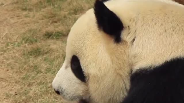 The giant panda