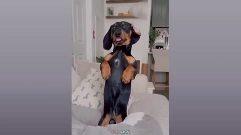 Funny Dog And Cat 😍🐶😻 Funniest Animals