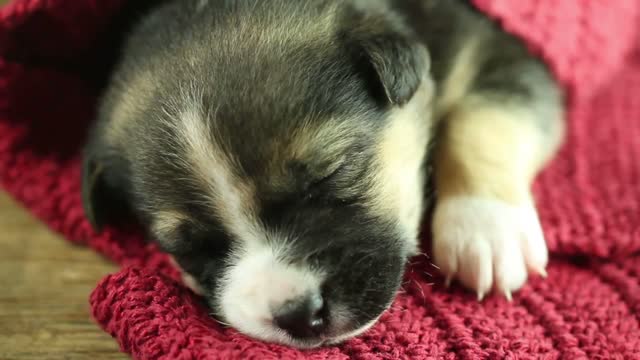 puppy falling asleep in a red scarf