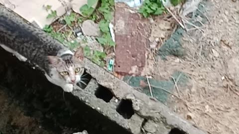 Call my cat