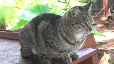 Lana'i City, HI — Lana'i Cat Sanctuary #1