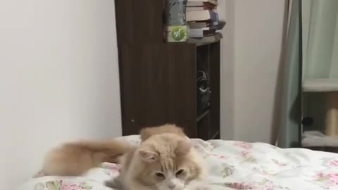 A cat that jumps suddenly