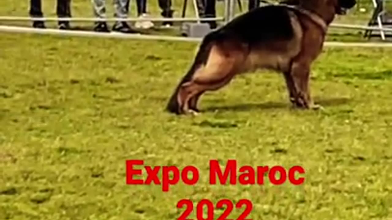 Majestic Guardian: Witness the Allure of a German Shepherd 2022