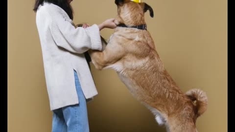 Puppy Training Bull Dog