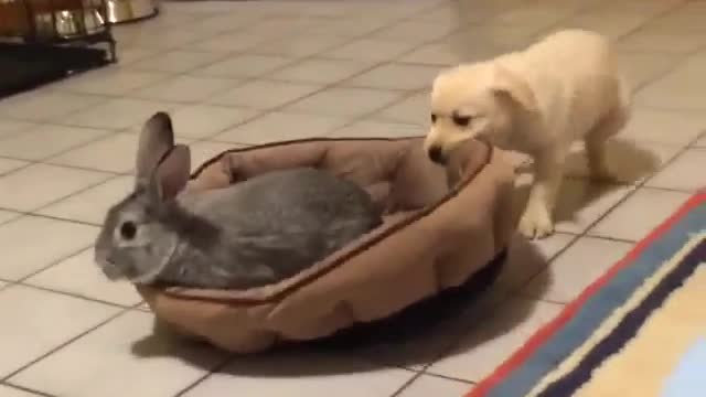 Want a Career in Rabbits? Make This Your Secret Weapon