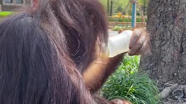 There are several monkey # pet debut plans