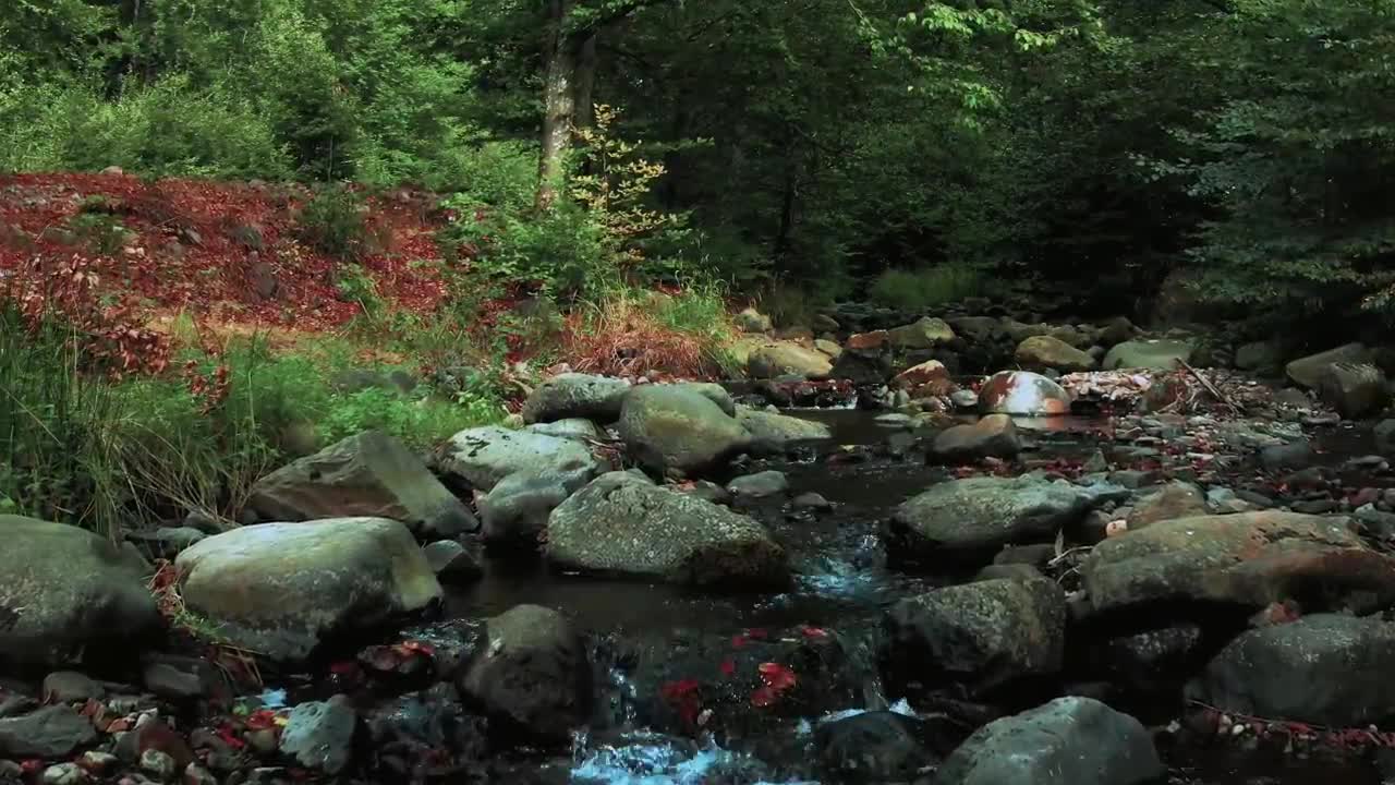 Nature video