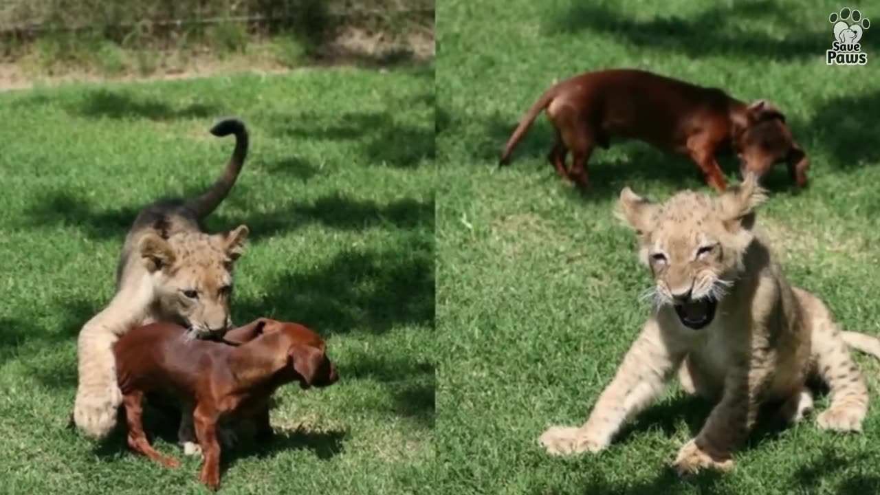 Lion cub grew up with dog from childhood and now they are inseparable