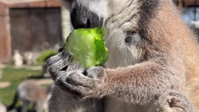 What did you have for breakfast with a cucumber