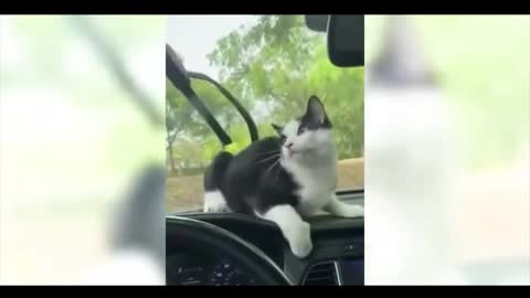 Collection of cute pets 2