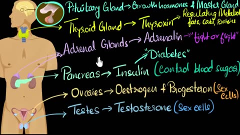 Endocrine system (major hormones & functions) | Control & Coordination | Biology | Khan Academy