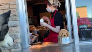 Pup Surprises Starbucks Server