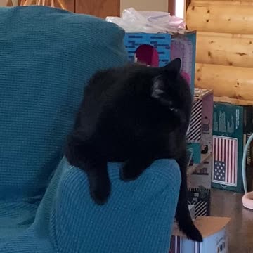 Gizmo being a statue lol