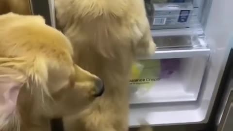 Puppies Want Food from Fridge!