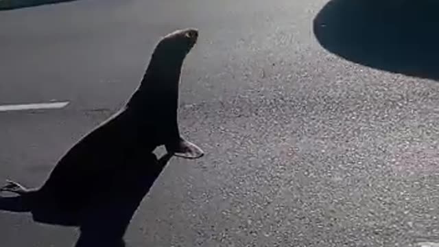 Fur Seal