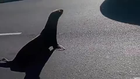 Fur Seal